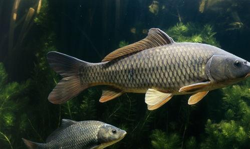 吃瓜娱乐小鲤鱼视频大全,吃瓜娱乐，欢乐无限